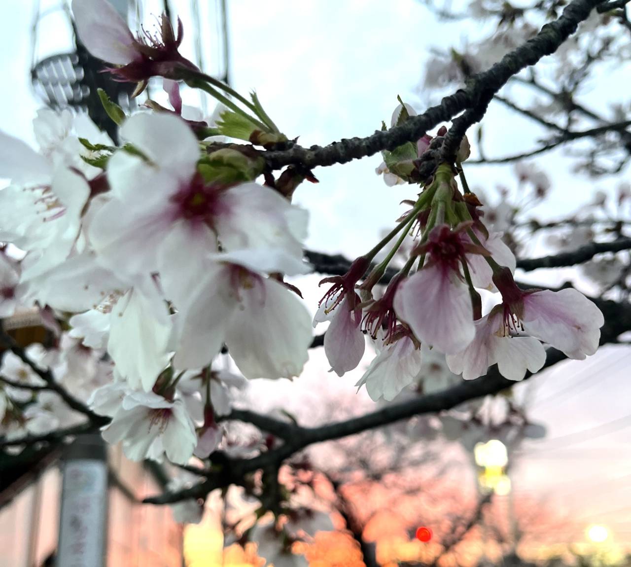 2026年4月20日　お花見ジョギングin手賀沼