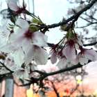 2026年4月20日　お花見ジョギングin手賀沼